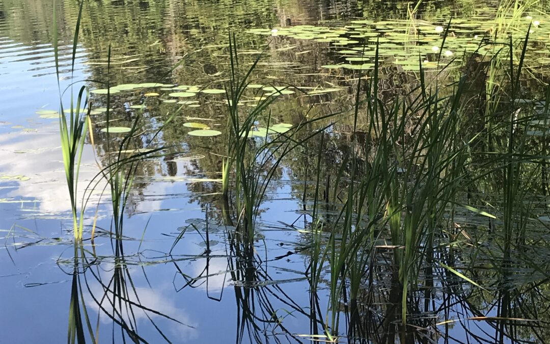 How to Avoid a Wetland Violation on Your Property