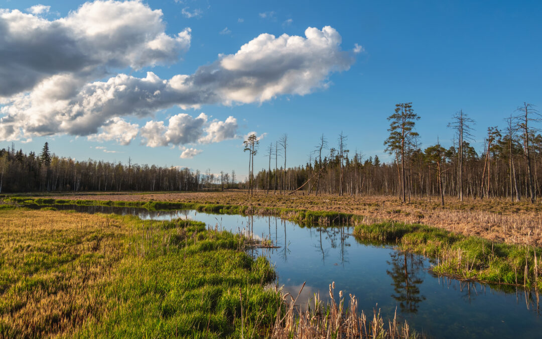 Reviving Wetlands: Transforming Landscapes into Thriving Wildlife Habitats