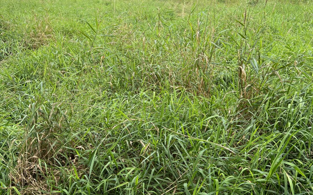 wetlands being restored