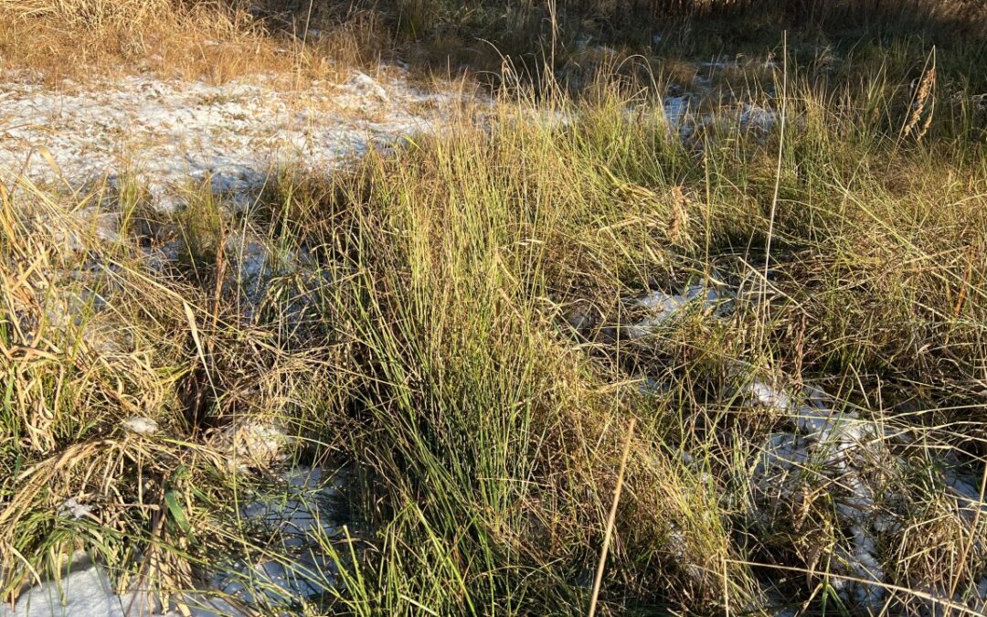 Monitoring and Management of Restored Wetlands