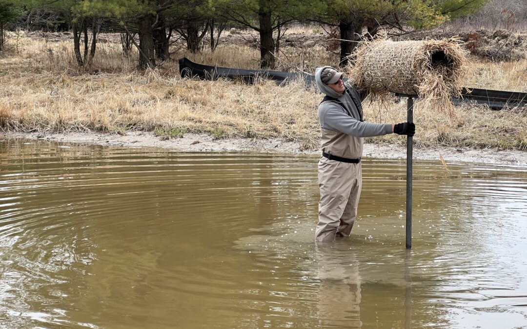 Wetland scientist working in a pond