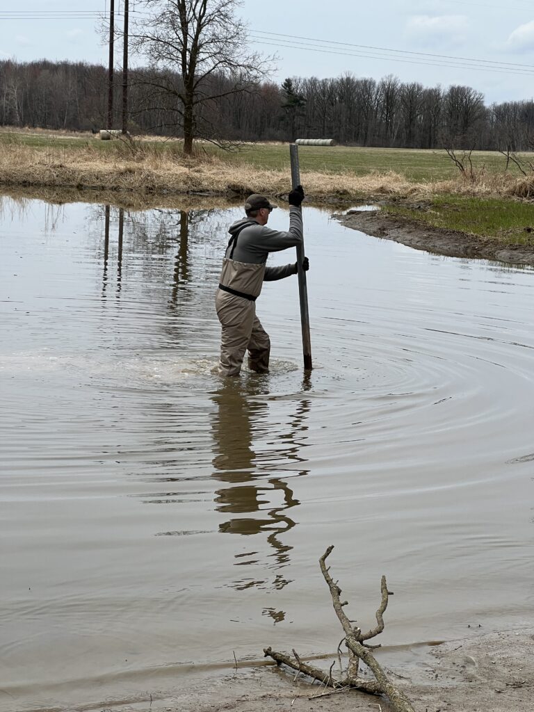 Wetland scientist working in a pond