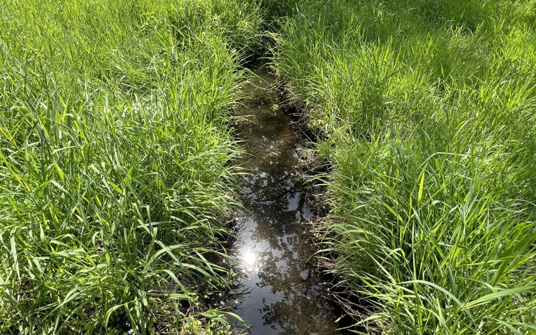 A Day in the Life of a Stream Ecologist
