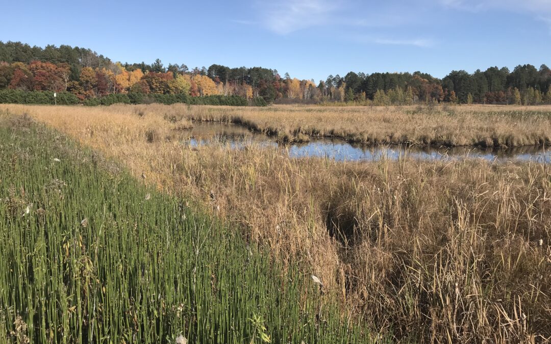 Don’t Wait Until Spring: Why Fall is the Ideal Time for Wetland Permitting