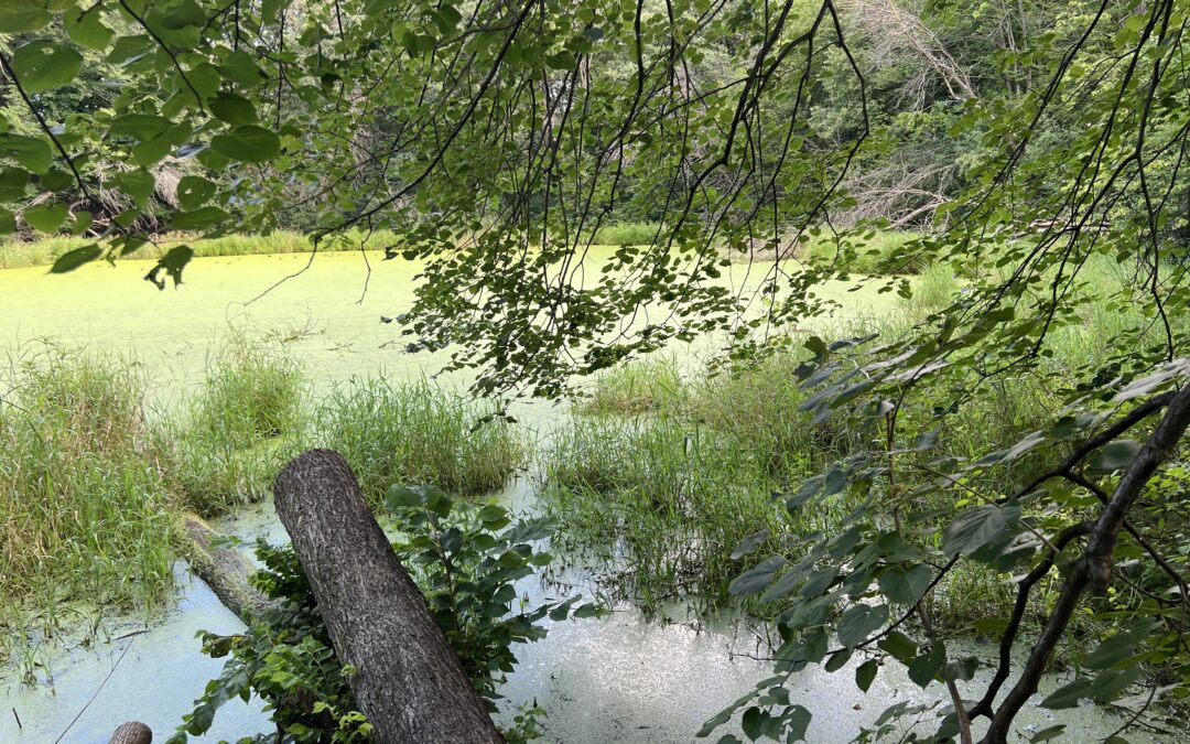 From Science to Design: Exploring Careers in Wetland Conservation