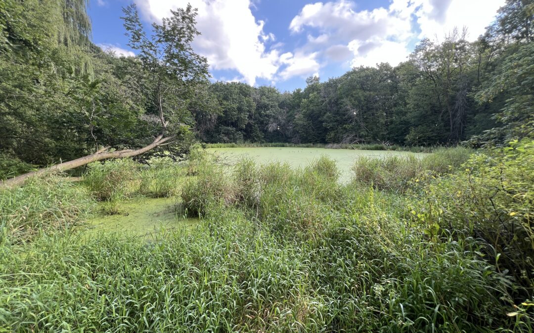 Wetland Delineation Timing in Minnesota: What You Need to Know
