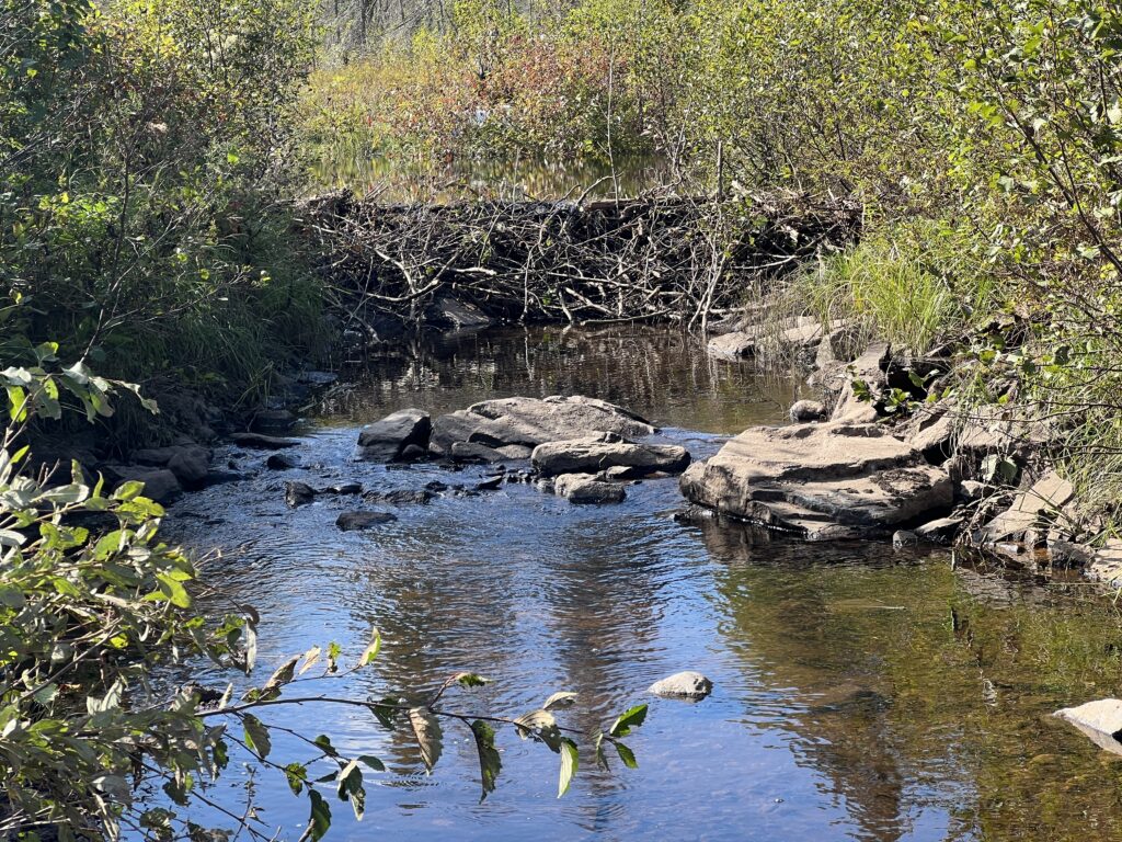 Beaver dam on stream restoration