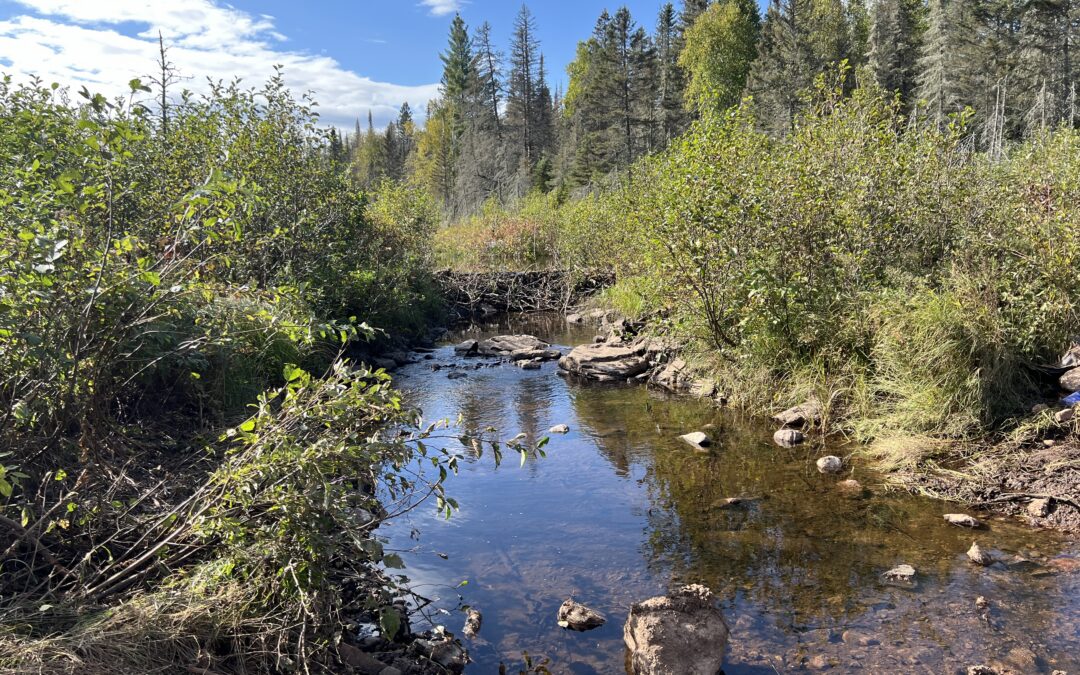 Beaver dam on stream restoration