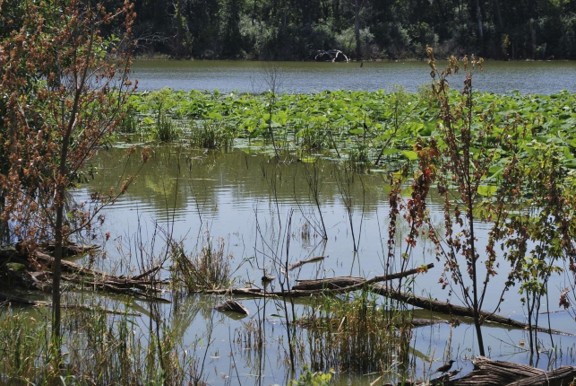 Holistic Wetland Restoration vs. Spot Stabilization: What’s the Best Use of Conservation Dollars?