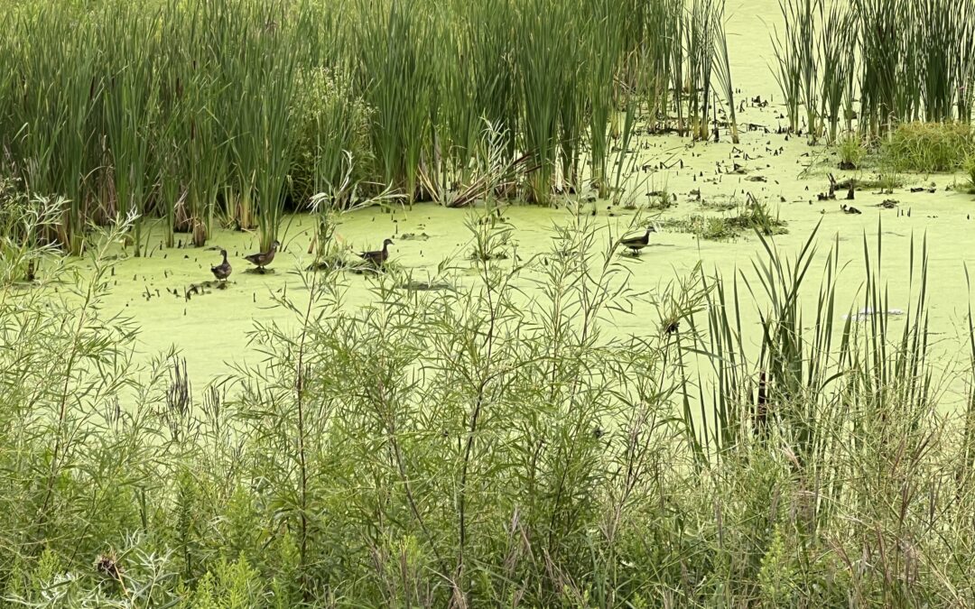 Beyond Protection: How to Enhance Conserved Wetlands in Minnesota